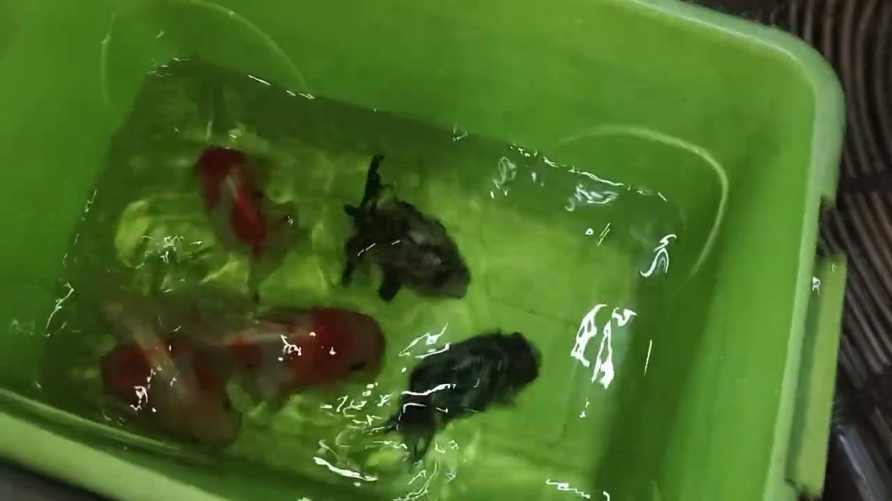 Breeding Goldfish Oranda Short Tail