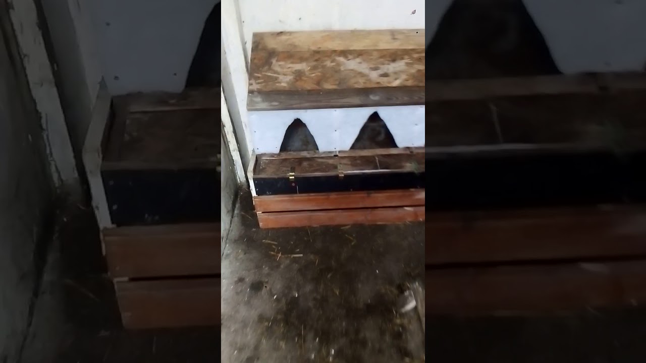Pierwsze jajka na nowych gniazdach