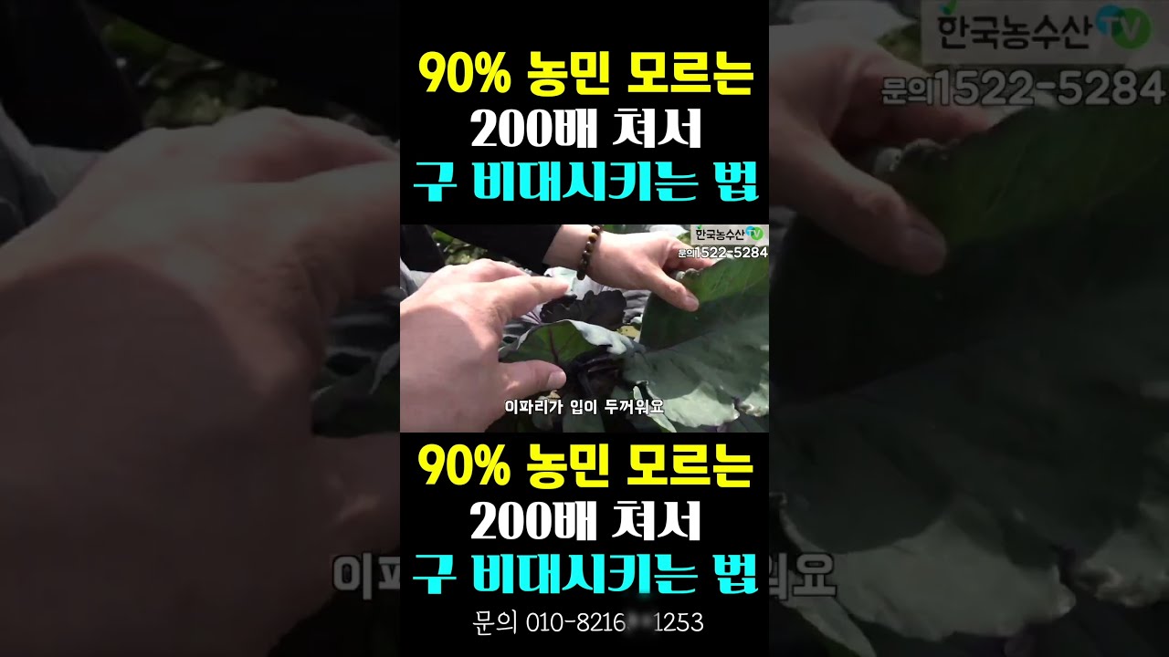 [한국농수산TV] 농민이 모르는, 200배 쳐서... 구 비대시켜 수확량 늘리는 법