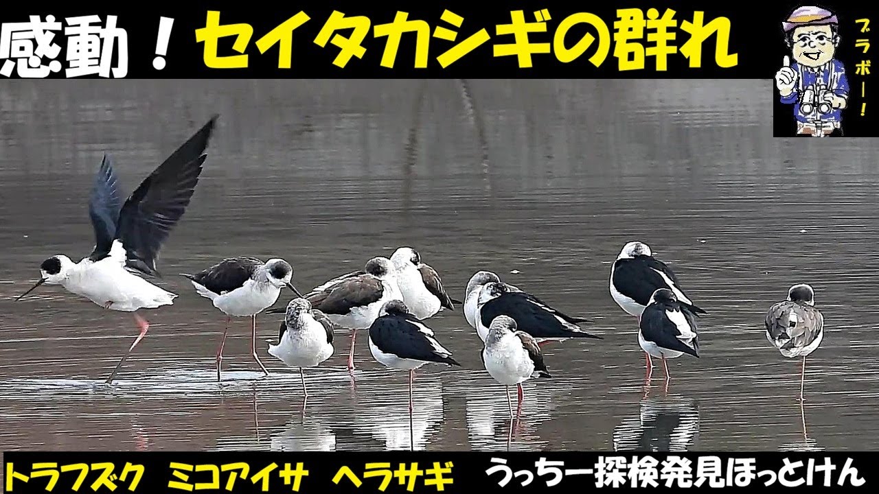 感動！加古大池周辺、トラフズク、セイタカシギ13羽の群れ、ミコアイサ、ヘラサギなど、走りもの、終わりもの盛りだくさん。野鳥観察、うっちー探検発見ほっとけん