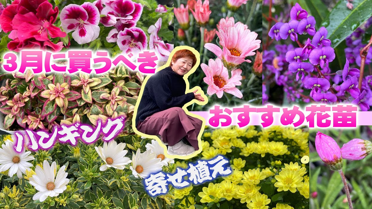 【3月に買うべき宿根草と一年草】寄せ植えの材料にハーデンベルギアと組み合わせるおすすめ花苗【花の谷オールドビレッジ】