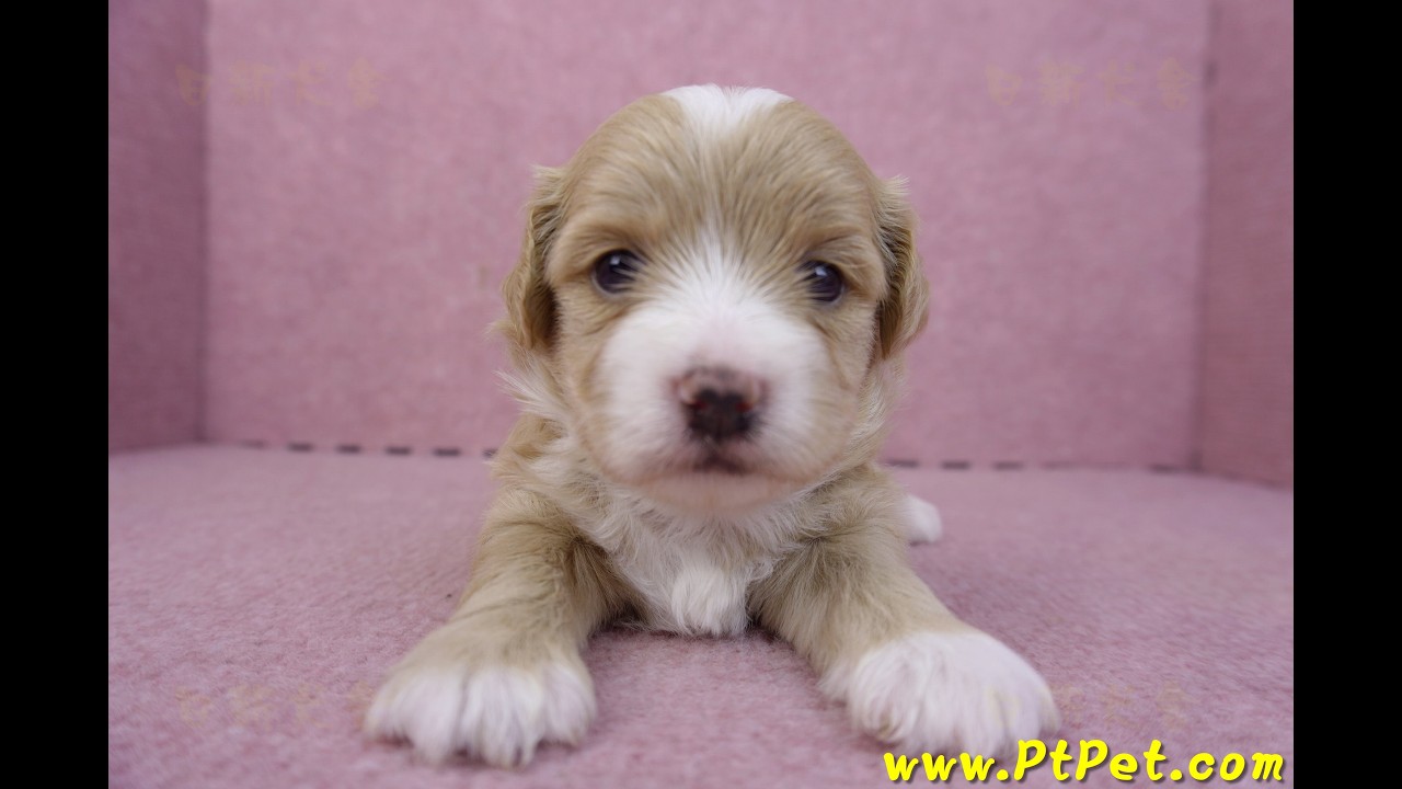 01/30 馬爾泰迪 Maltipoo -公幼犬1號-日新犬舍