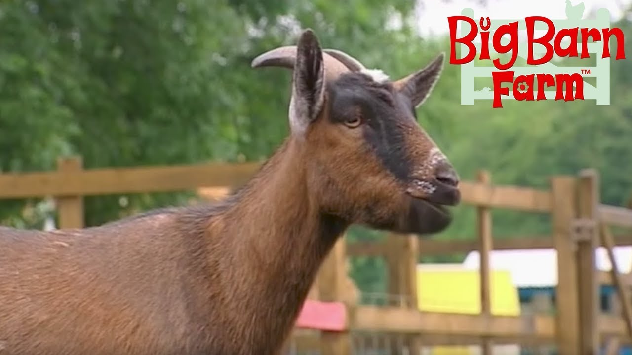 Babysitters | Big Barn Farm | ZeeKay Junior