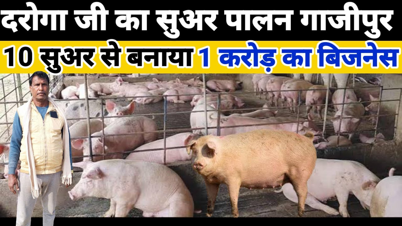10 सुअर से बनाया 300 सुअर | दरोगा जी का सफल pig Farming Busines #pigfarm