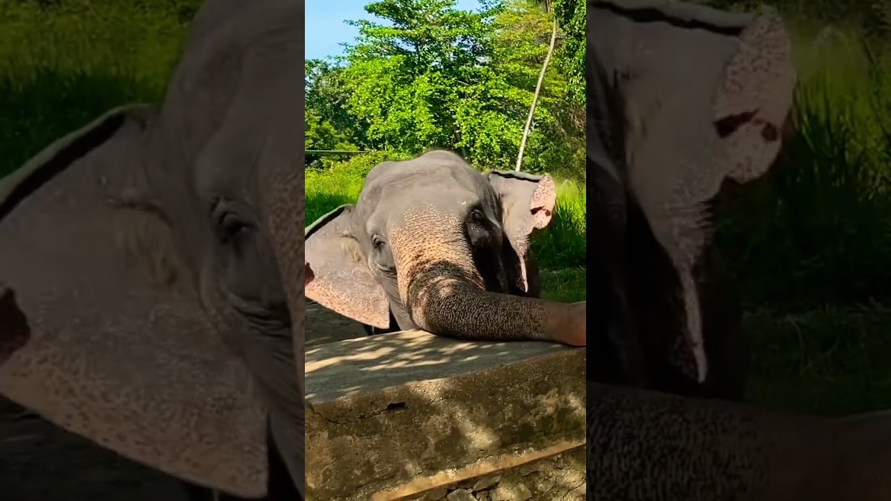 Feeding elephant 😇 #travel #srilanka #elefante #nature