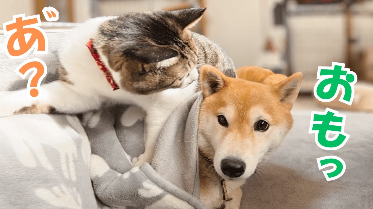こたつむり柴犬を踏みつけていく元野良猫はこちら