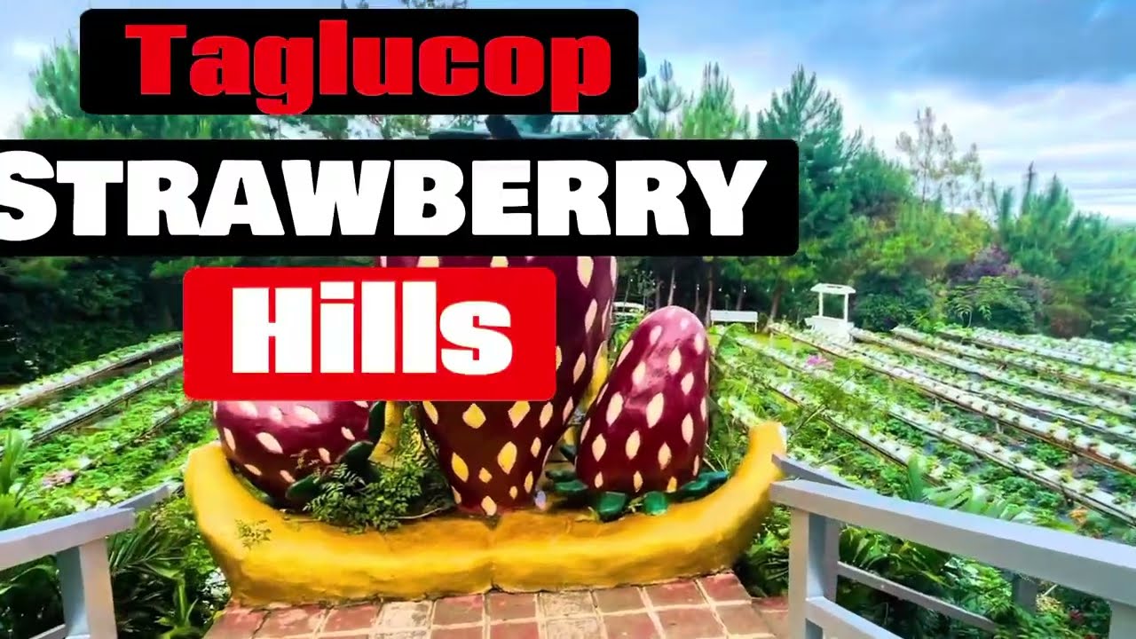 Taglucop Strawberry Hills//Kitaotao Bukidnon