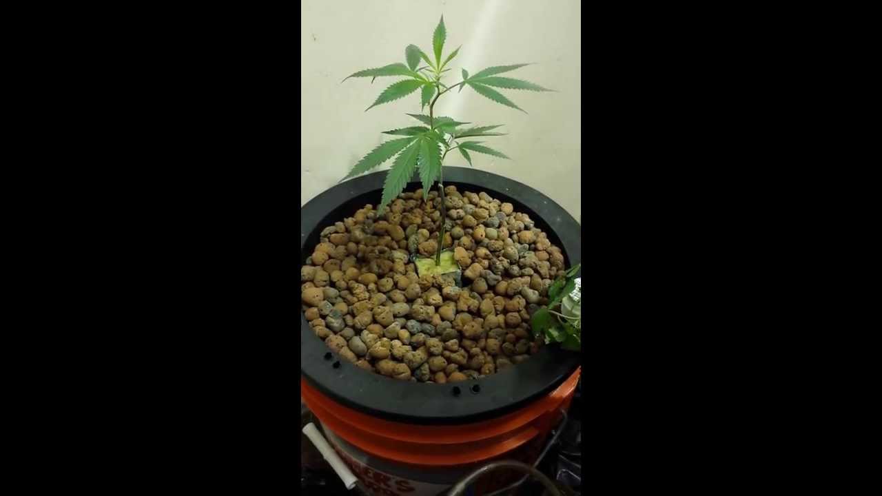 Pre 98 bubba kush dwc grow