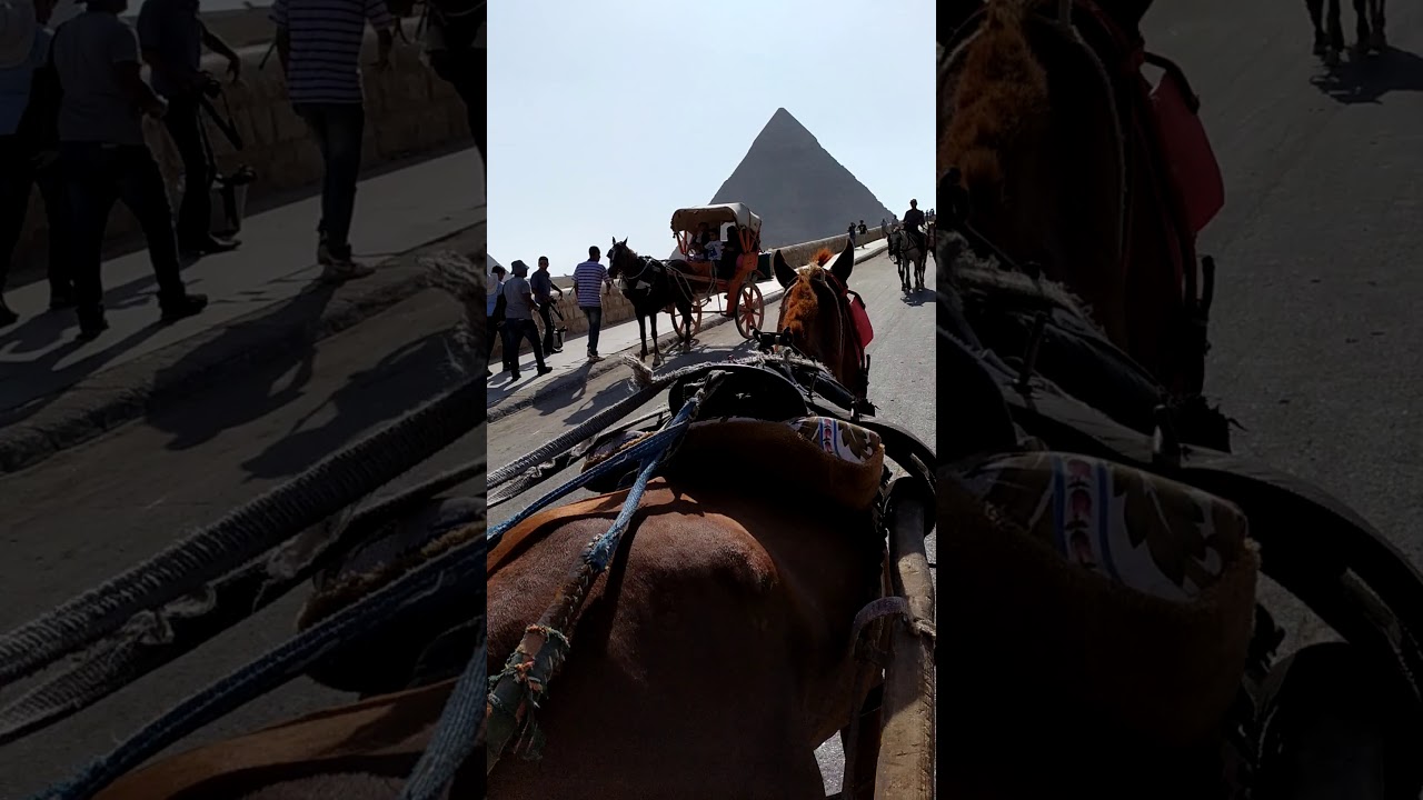 Riding hores carriage around the pyramids. #egypttravelcc #cairotrip #egypttravep
