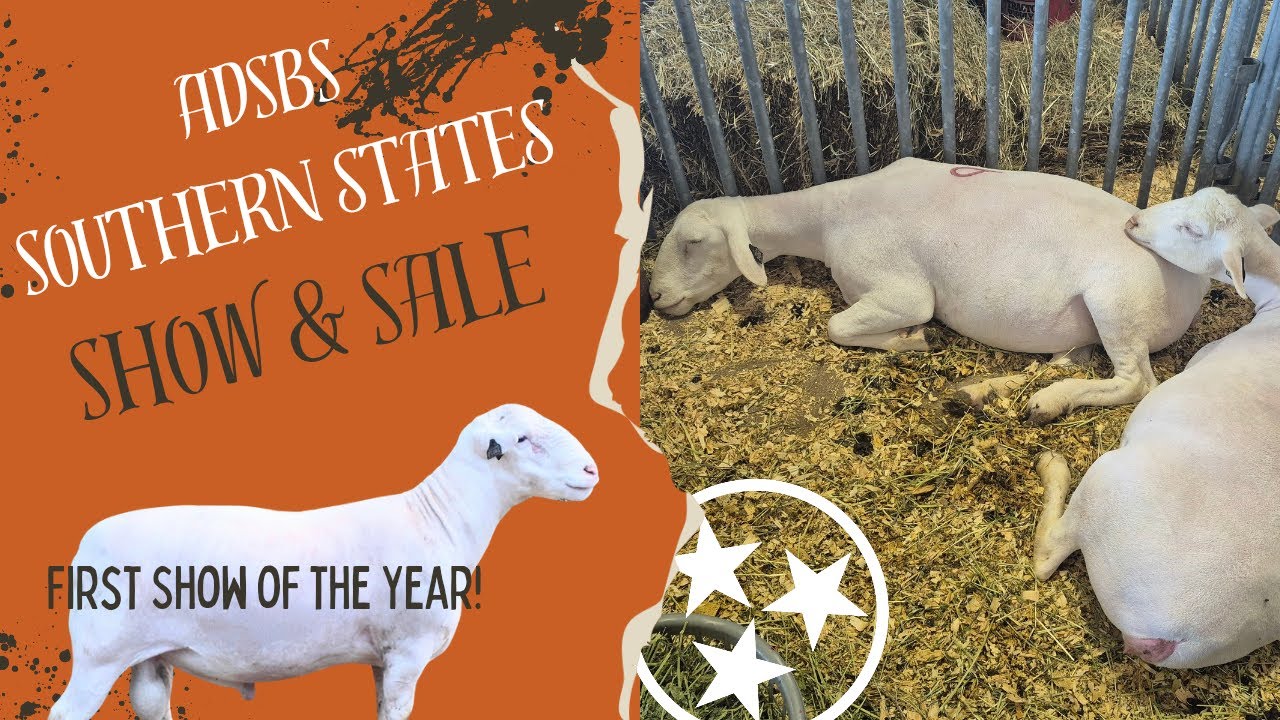 Southern States Dorper and White Dorper Breed show and sale 2025