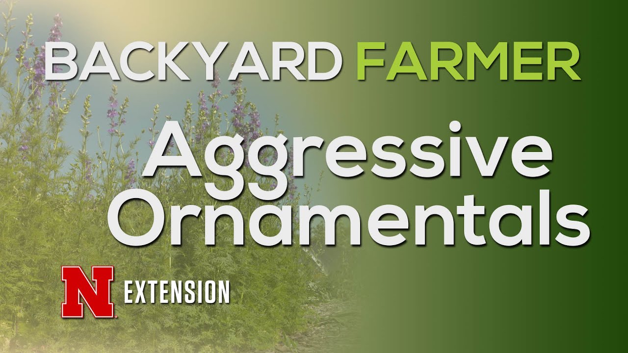 Aggressive Ornamentals