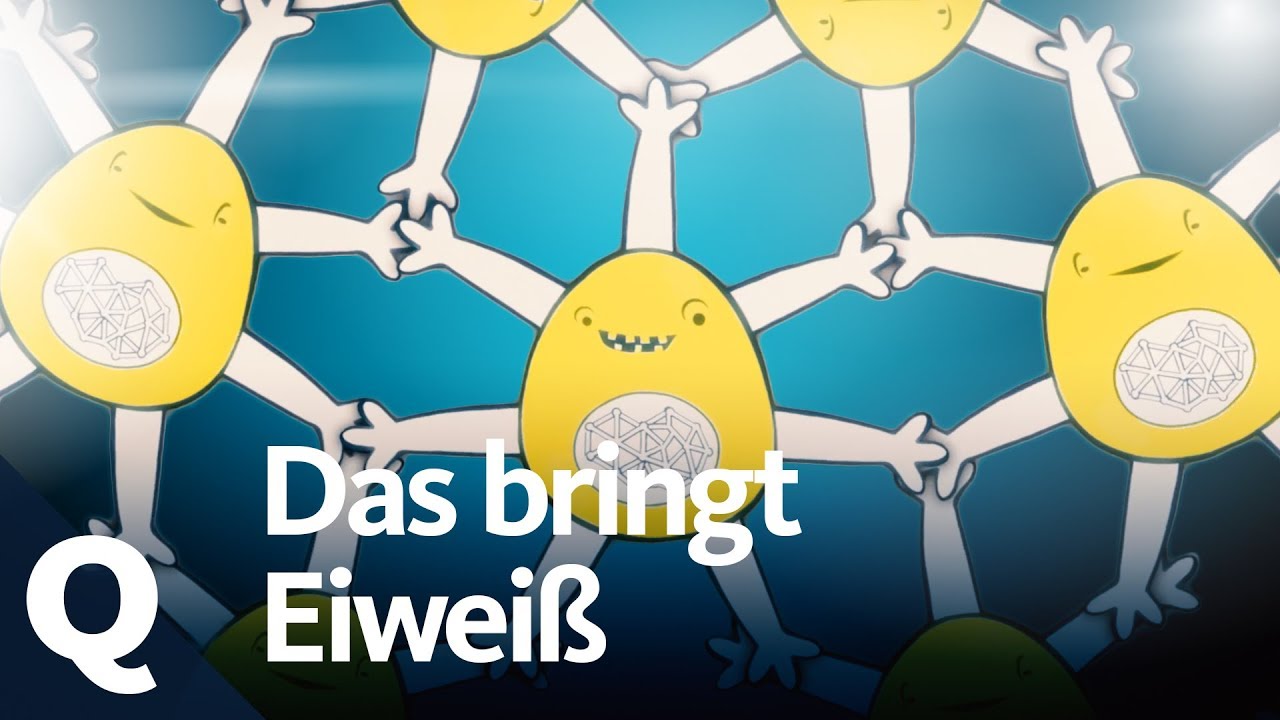Herz, Hirn und mehr: Ohne Eiweiß funktioniert nichts! | Quarks