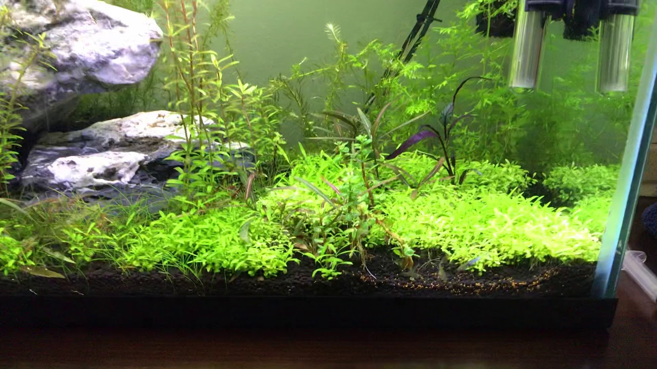 Endlers and shrimp
