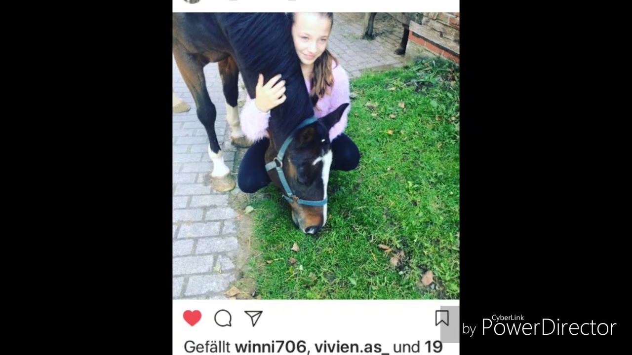 Ein Stallalltag mit uns (Flip und Lafee) (Reitbeteildigungen)