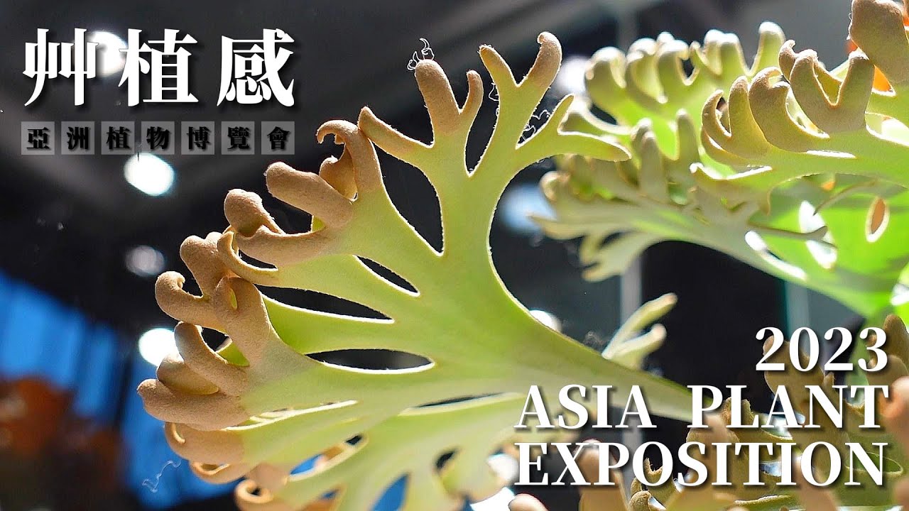 滿滿的鹿角蕨海｜2023艸植感｜亞洲植物博覽會｜A&Y's Succulent Vlog #29｜V肉格