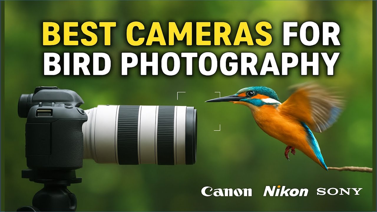 Capture Birds Like a Pro: Top 5 Bird Photography Cameras (2026)