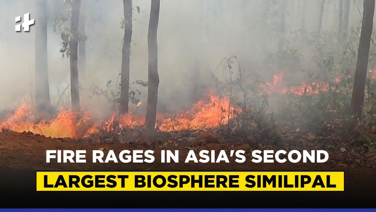 Similipal Forest Fire: Wildfire At Asia's 2nd Largest Biosphere Reserve In Odisha