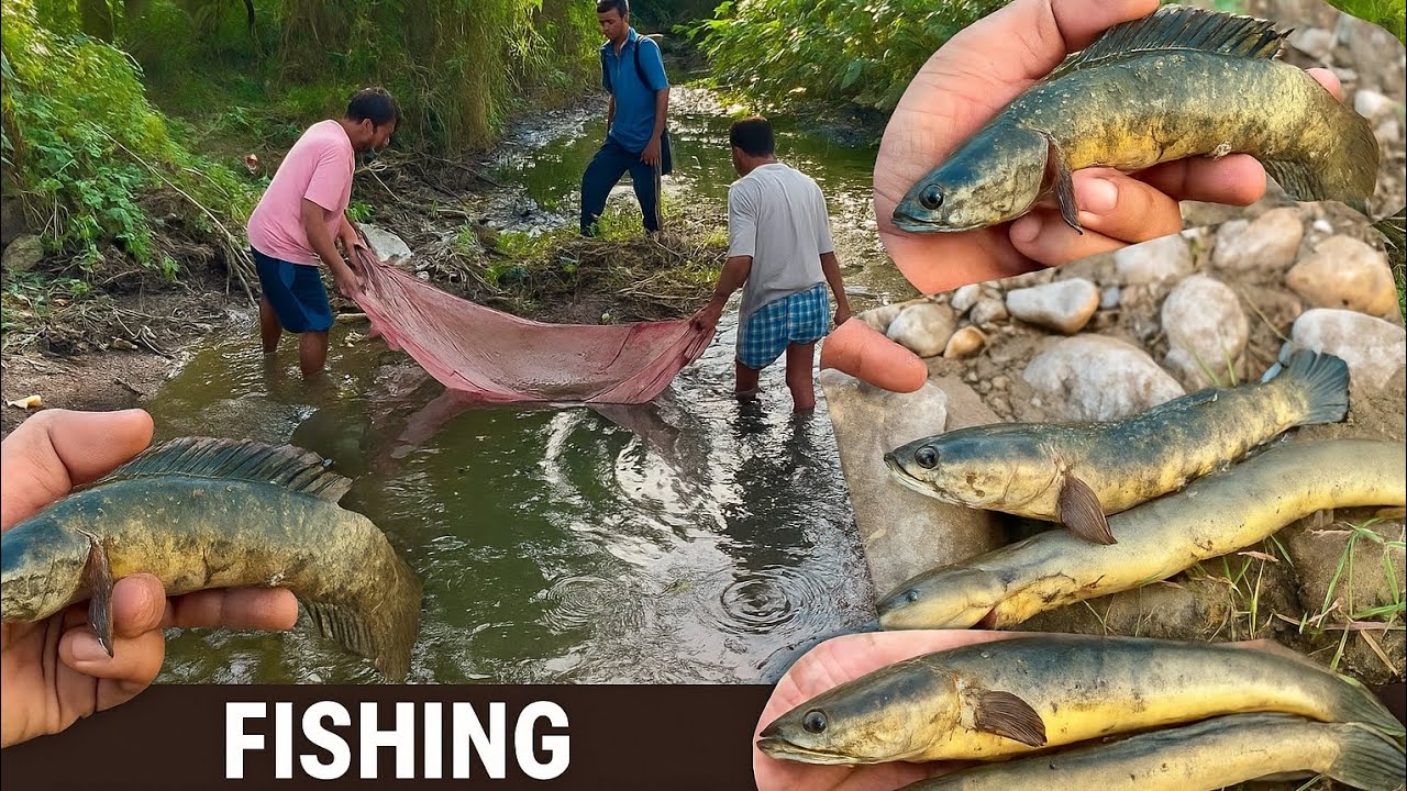 Desi Village Fishing ✅ || Best fishing 🎣 videos in village || Unique fishing techniques 