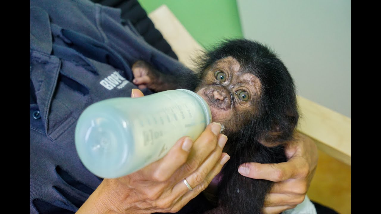 Djibril, el bebé chimpancé “huérfano” de BIOPARC: una historia con final feliz