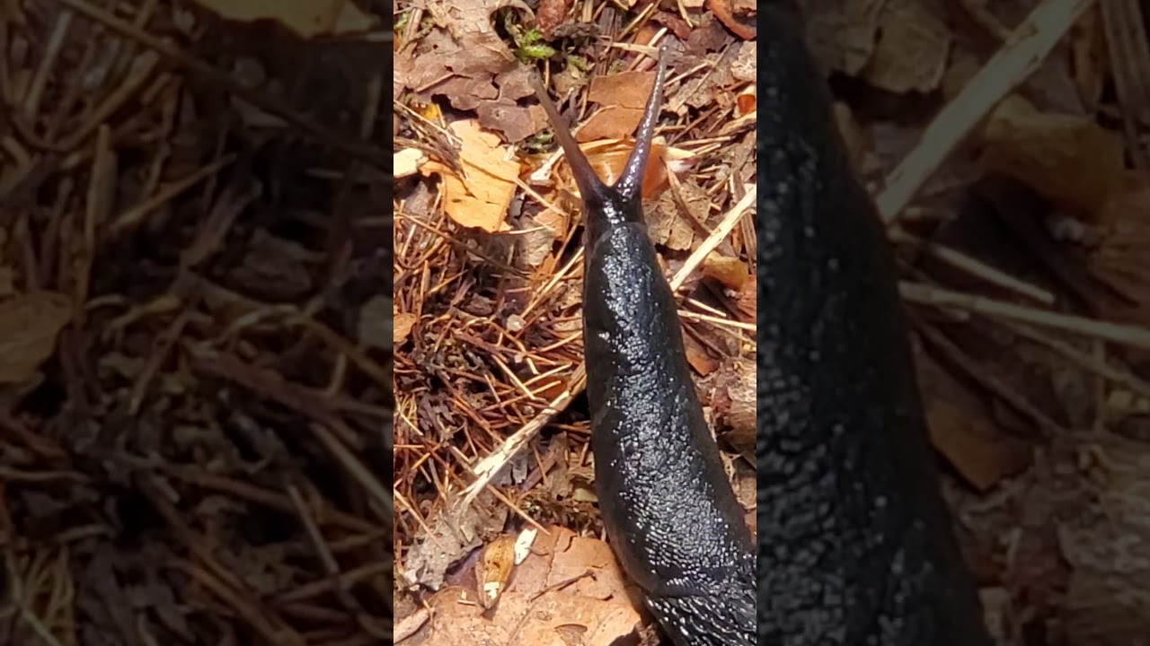 Grande Limace noire Slug 05 25 #limace #slug #nature #peace #beauty #asmr #cute #animal nature #slow
