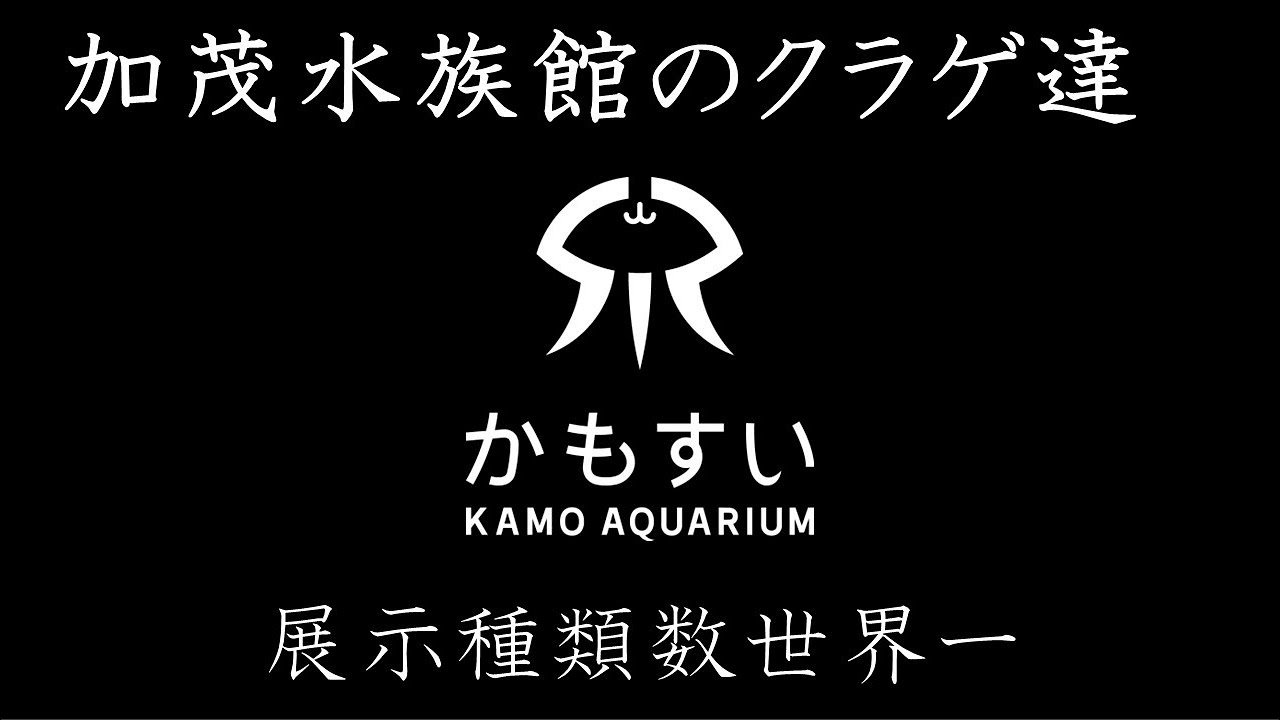 加茂水族館のクラゲ