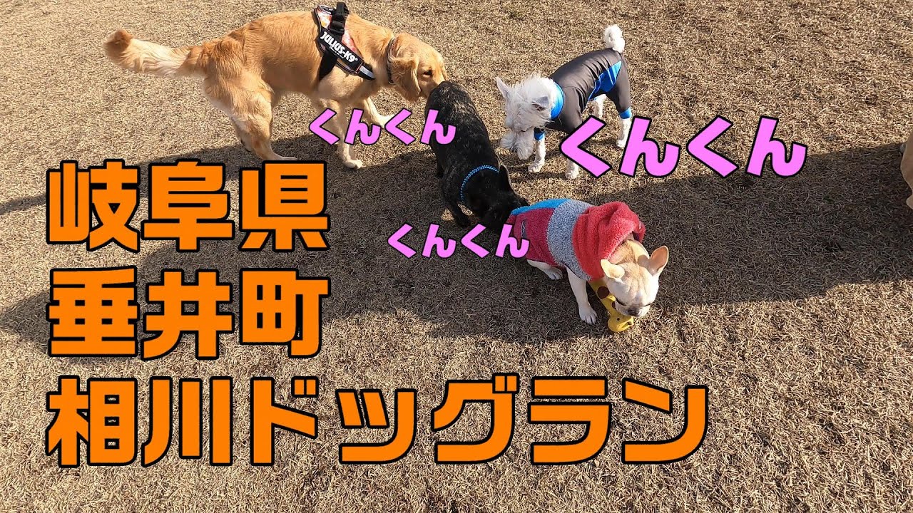 【ドッグラン】パピーとは何故か相性の良い白シュナ銀太in垂井町相川ドッグラン