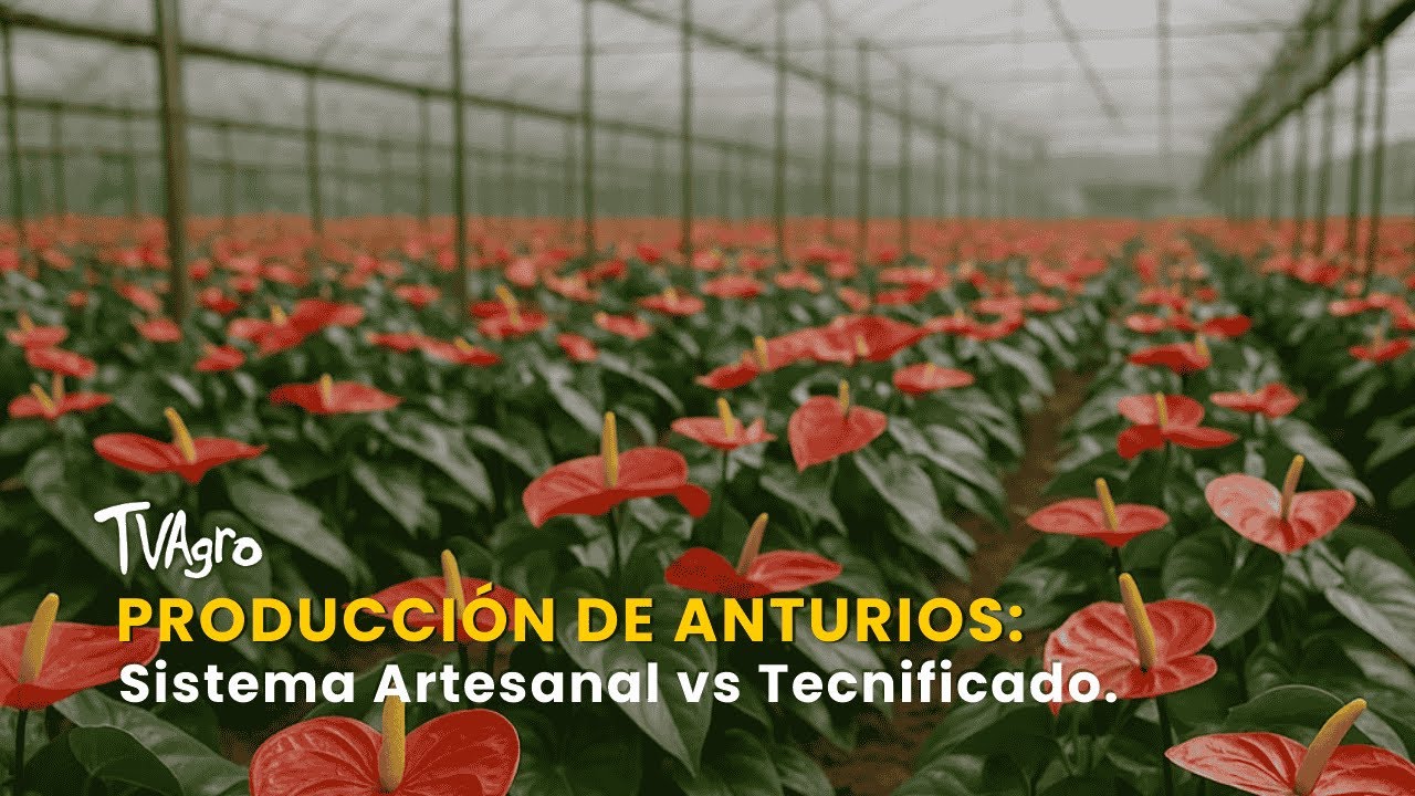 Producción de Anturios: Sistema Artesanal vs Tecnificado - TvAgro por Juan Gonzalo Angel
