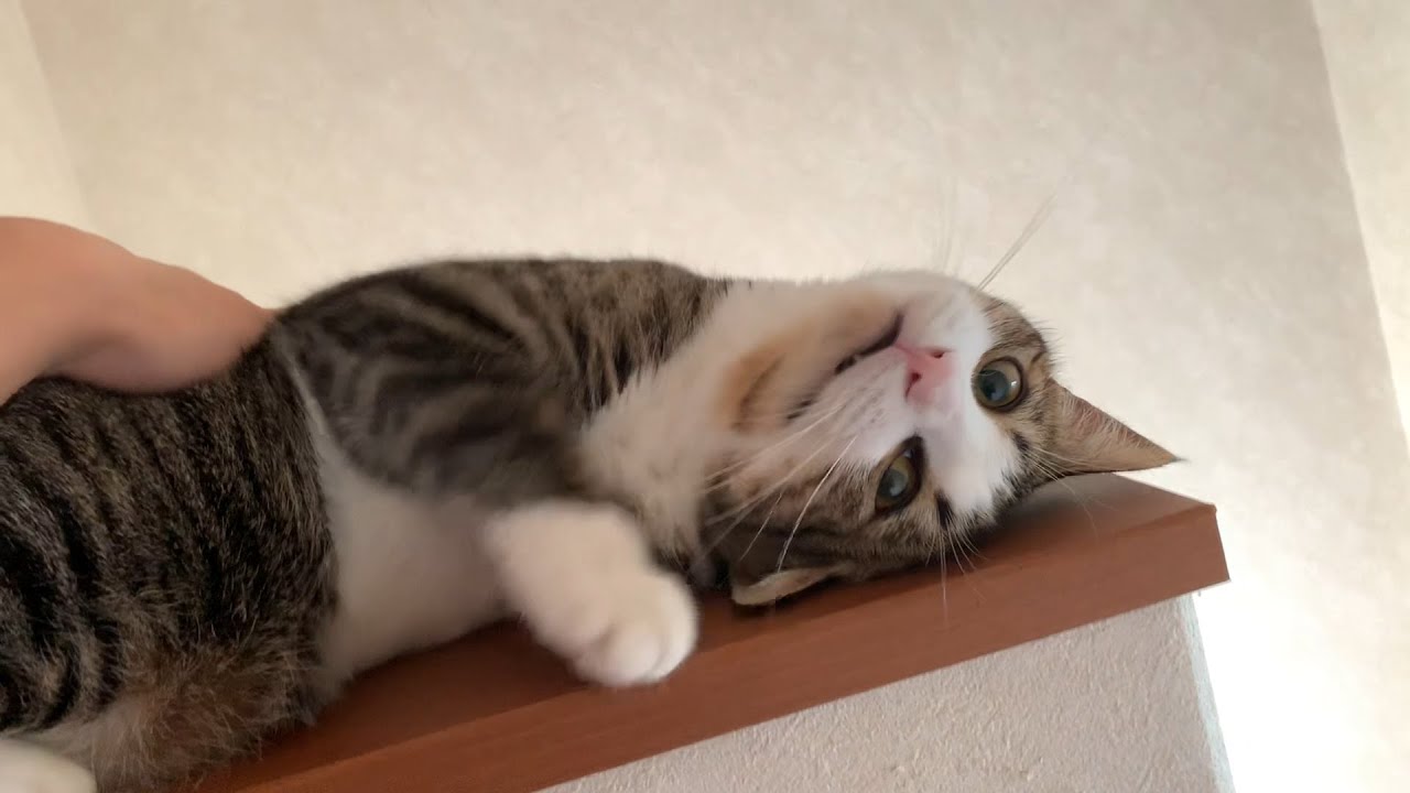 ゴロゴロが止まらない上機嫌な猫