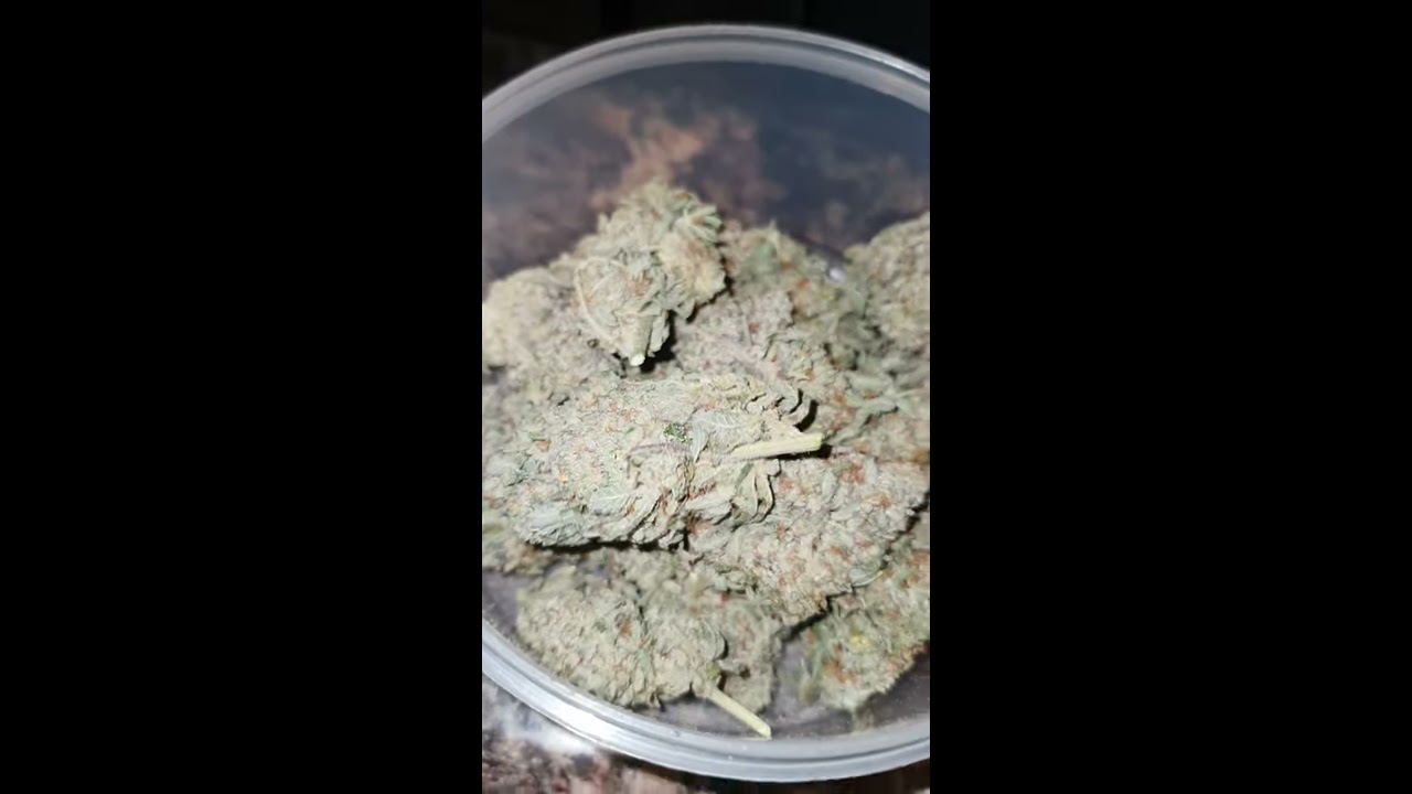 white dog (og rascal x chem dog) and amnesia haze weed review