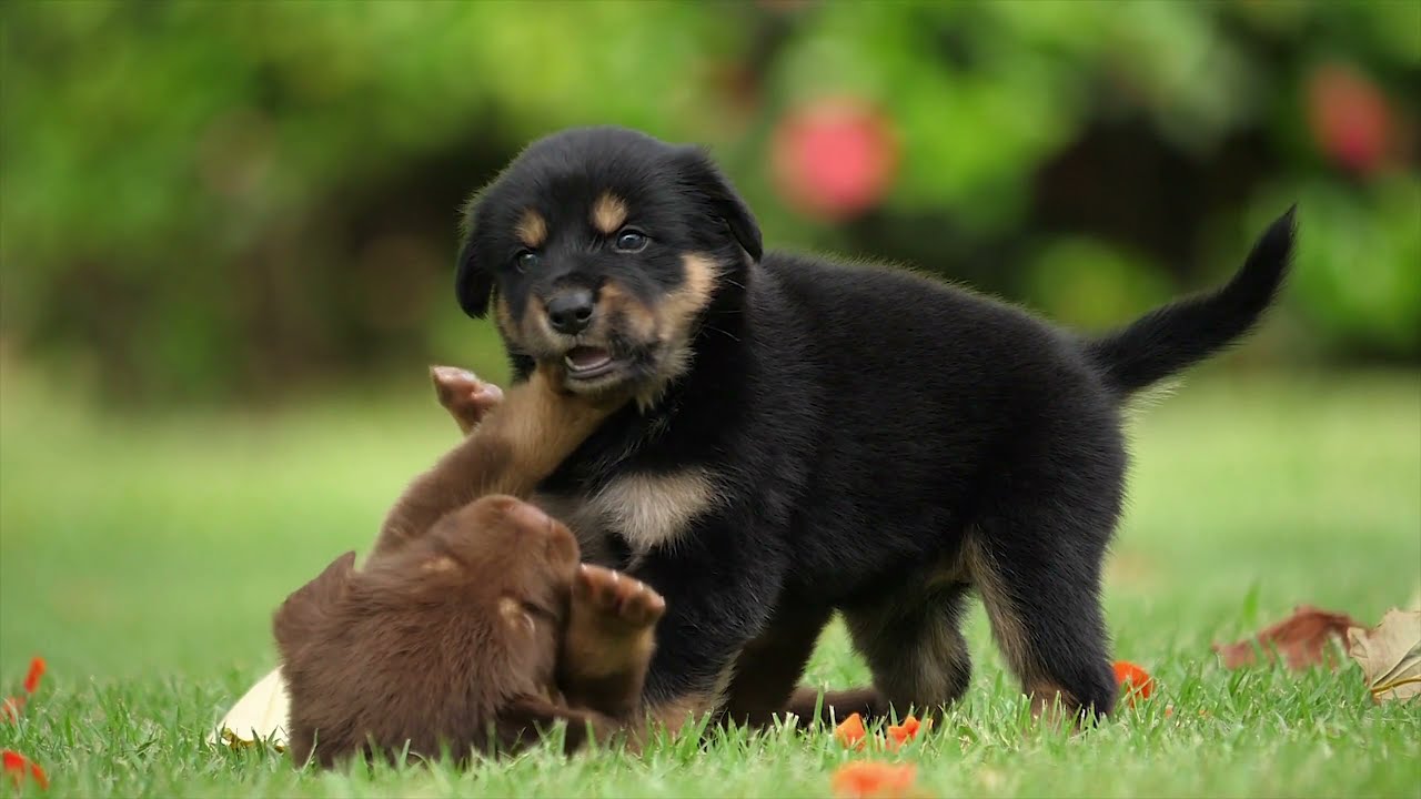 Tech in nature I Pappies friendship I dog emotions