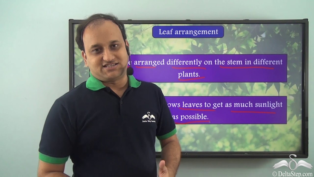 Types of leaves