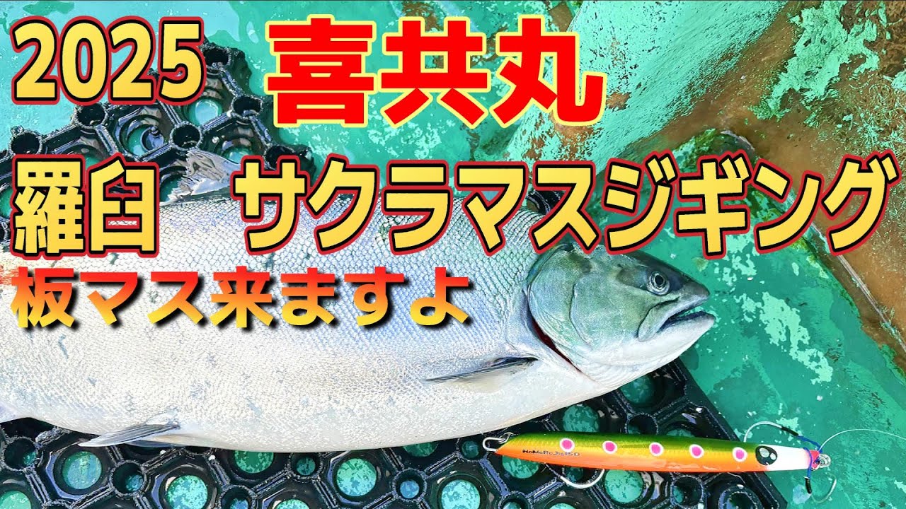 【サクラマスジギング】爆釣！羅臼でシーズン真っ盛り！！魚体もデカくなってきました！！！