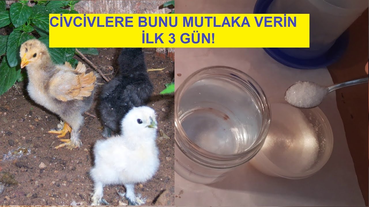 Civciv Bakımı / Sularına ilk g&uuml;n ne katılmalı / Civcivler nasıl daha sağlıklı b&uuml;y&uuml;r