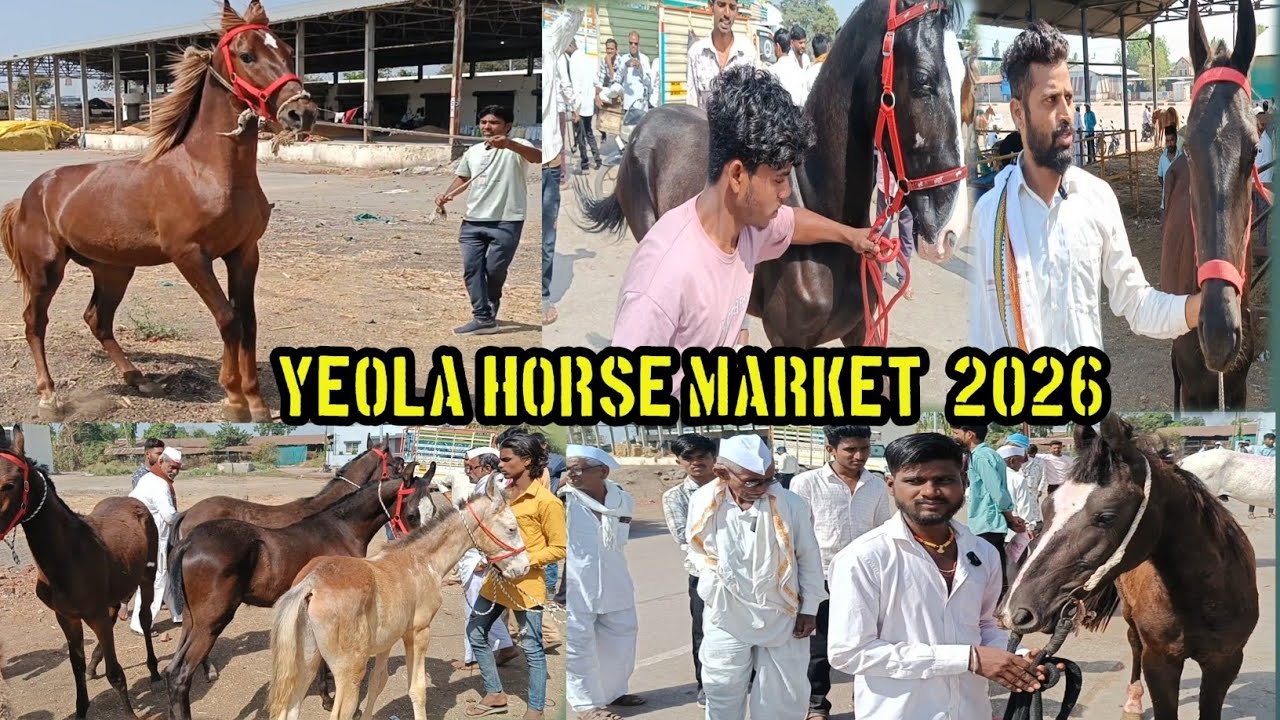 येवला घोड़ा मंडी में आज हुई टॉप घोड़ों की धमाकेदार एंट्री 🐎 