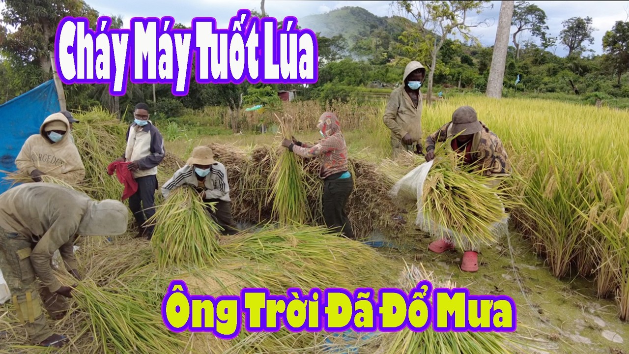 Gặt lúa St25 cháy máy khiến ông trời khóc hết nước mắt|| 2Q VLogs Cuộc Sống Châu Phi