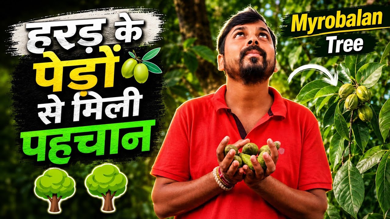 हरड़ के पेड़ का गांव 🌳 Part 2 || एक गांव जहाँ की पहचान हरड़ के पेड़ ❤️ || Myrobalan Tree ||
