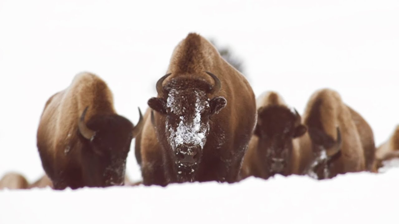 Ces bisons sont en galère d'eau chaude - ZAPPING SAUVAGE