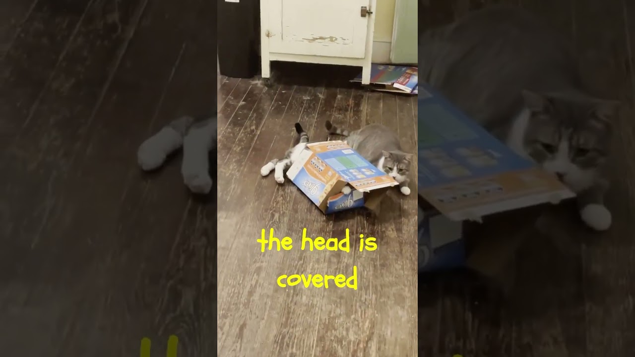 Somewhere there's always an invisible cat looking at you!  