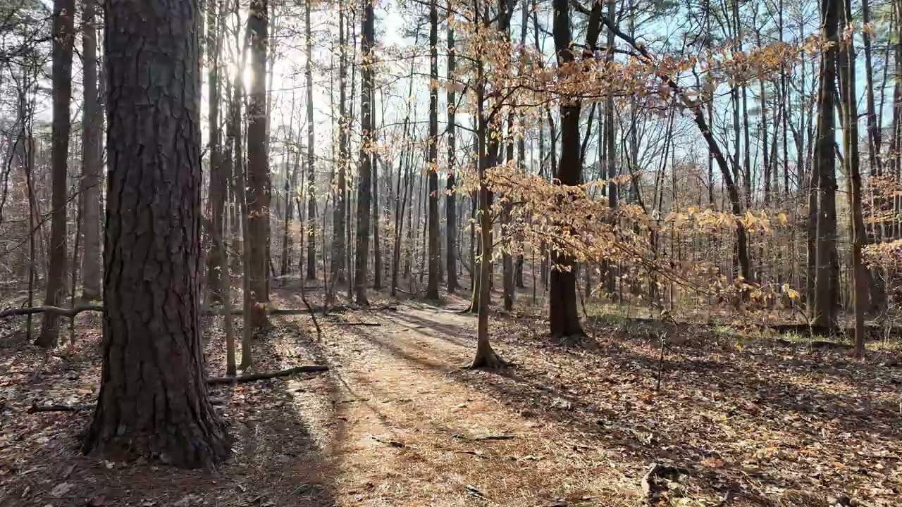 Umstead State Park_ Peaceful Morning Walk_ Lob Lolly Trail 4k