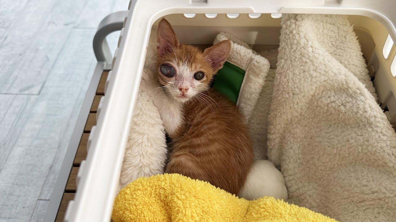 뚜랑이 눈 적출해야 한다고 하네요 (15일 간의 기록)