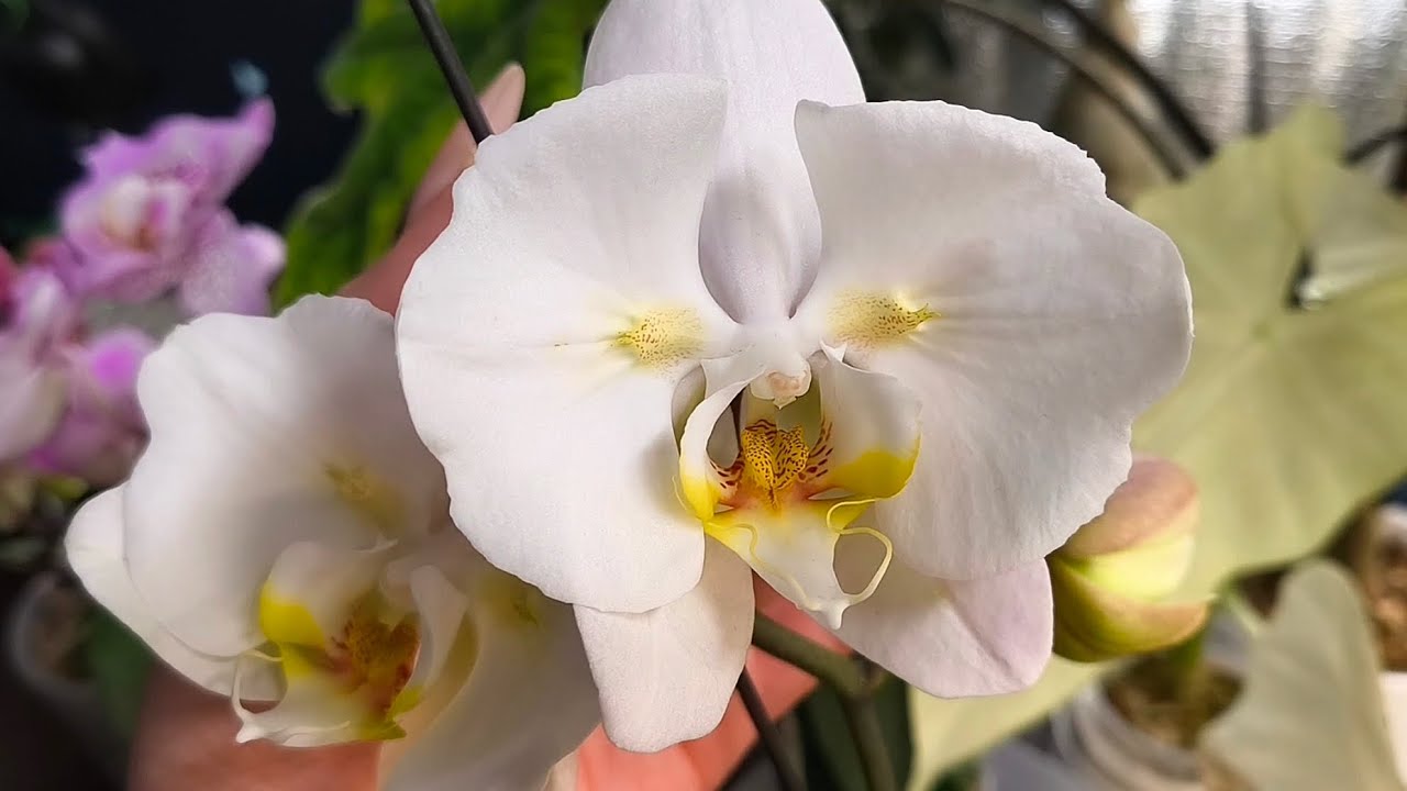 Обзор цветущих бабочек. Болтаем и наслаждаемся 😍🌸