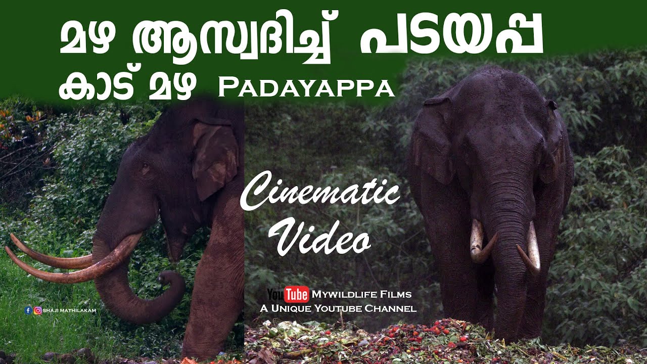 Padayappa Elephant in Munnar Rain Time l പടയപ്പ l Cinematic Video l Exclusive visuals | Kerala