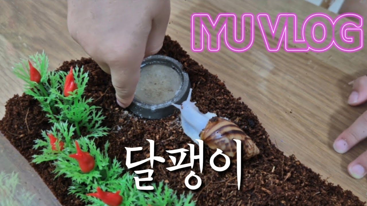 [이유 VLOG] 달팽이 키우기🐌🐌🐌