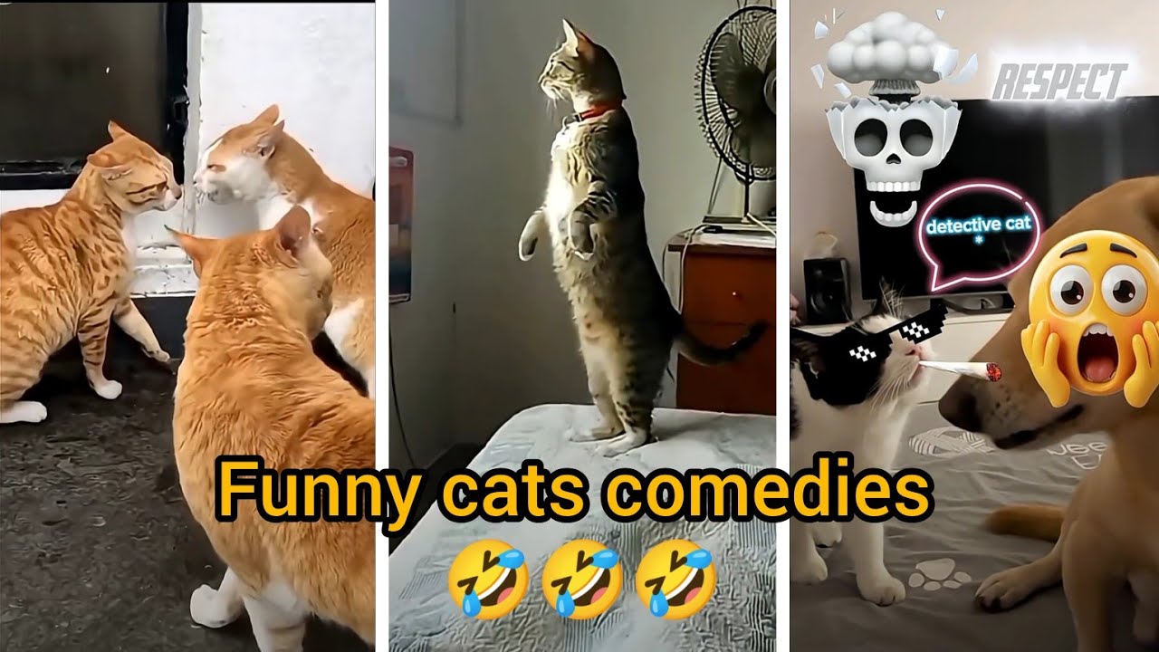 Funny cats comedies 🤣🤣🤣 #funny #catscomedy #tamil #achuthekingofsuccess 