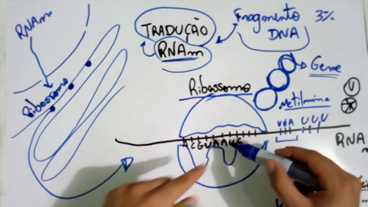 Tradução do RNA -  Explicação Detalhada