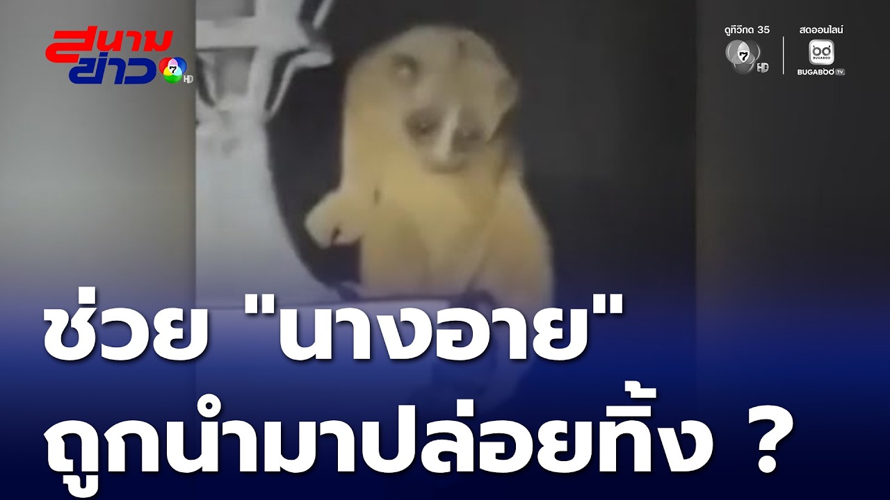 ช่วย นางอาย ถูกนำมาปล่อยทิ้ง ? | สนามข่าว 7 สี