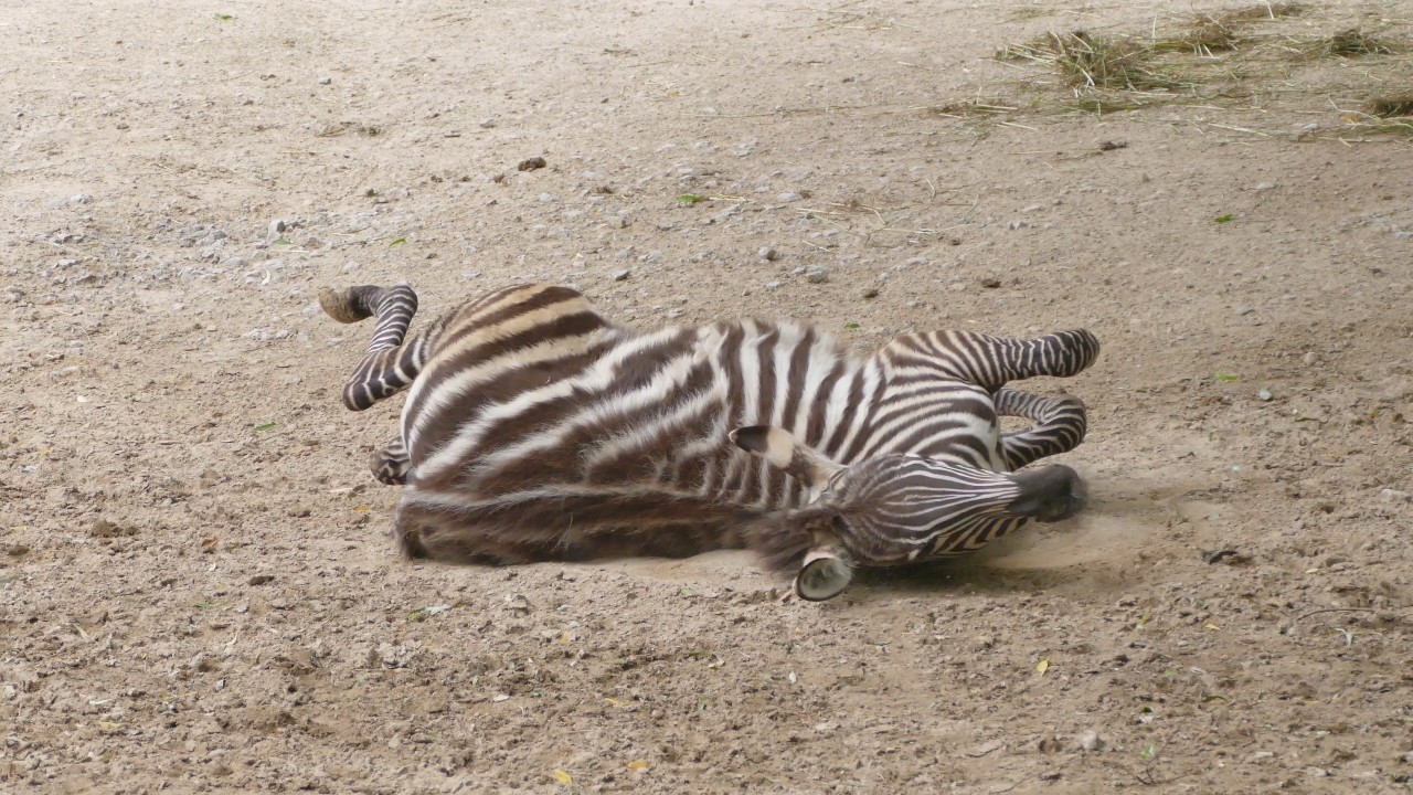 Zebrafohlen nimmt Geruch an