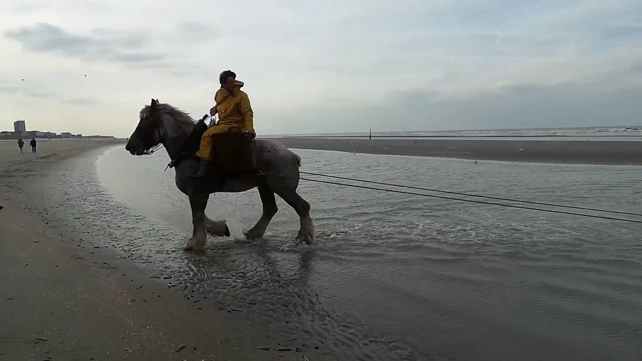 Oostduinkerke Garnaalvissen
