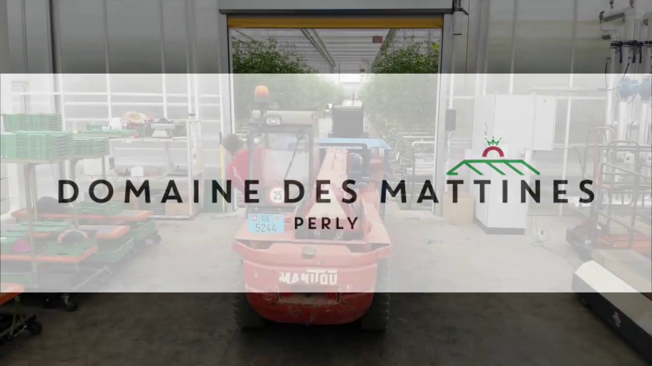 Débarrassage des feuilles de tomates