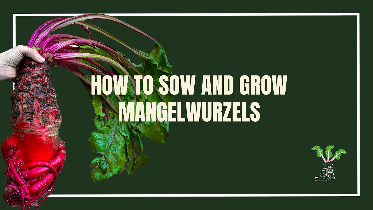 How To Sow & Grow Mangelwurzels